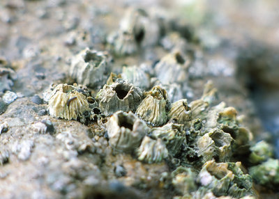 Acorn Barnacle (Balanus glandula)