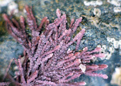 Coralline Algae (bossiella sp.)