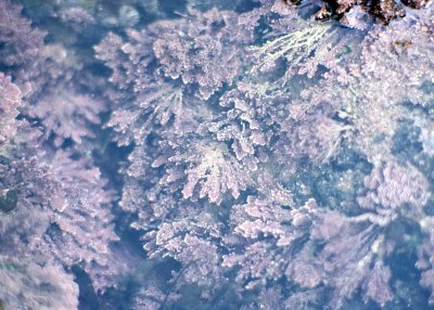 Coralline Algae (Corallina sp.)