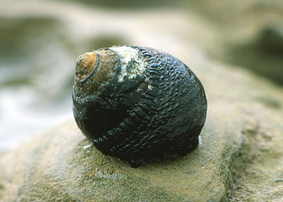 Black Turban Snail (Tegula funebralis)