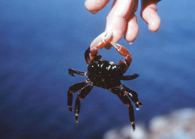 Striped Shore Crab (Pachygrapsus crassipes)