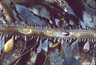 Feather Boa Kelp (Egregia laevigata) 