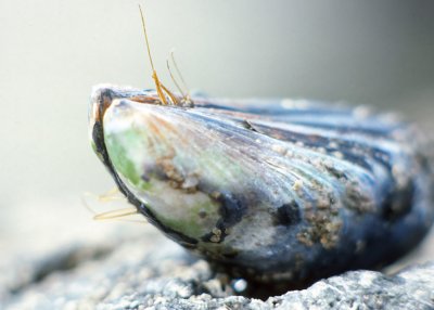 California Mussel (Mytilus califorianus)