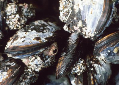 California Mussel (Mytilus califorianus)