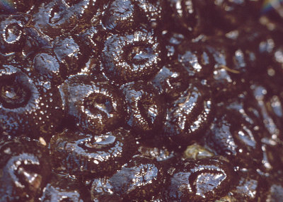 Aggregate Sea Anemone (Anthopleura elegantissima)