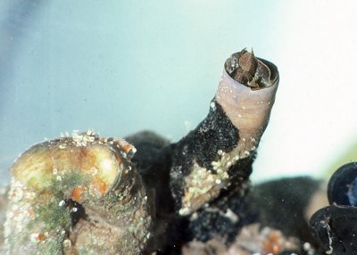 Tube-building Snail (Serpulorbis squamigerus)