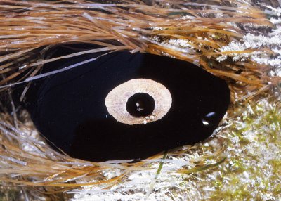 Giant Keyhole Limpet (Megathura crenulata) 