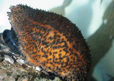 Sea Cucumber (Stichopus parvimensis)