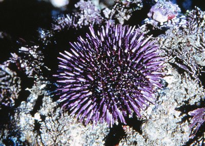 Purple Sea Urchin (Strongylocentrotus purpuratus)