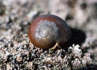 Smooth Brown Turban Snail (Norrisia norrisi)