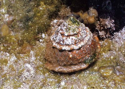 Wavy Top Snail (Astraea undosa)