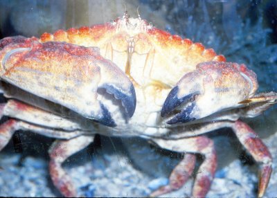 Rock Crab (Cancer antennarius)