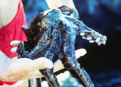 Two-spotted Octopus (Octopus bimaculatus)