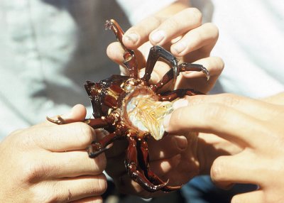 Southern Kelp Crab (Taliepus nuttalli) - female