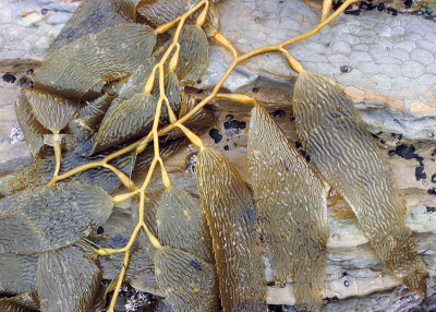 Giant Bladder Kelp (Macrocystis pyrifera)