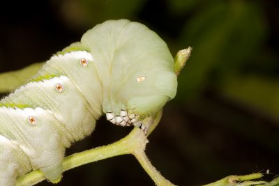 Tobacco Hornworm Moth (Manduca sexta)