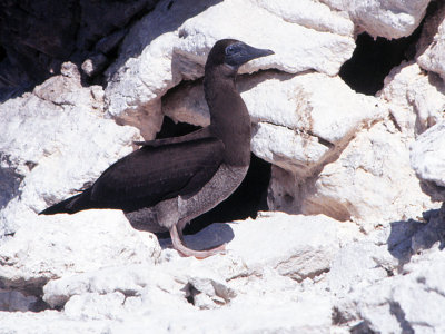 Brown Booby