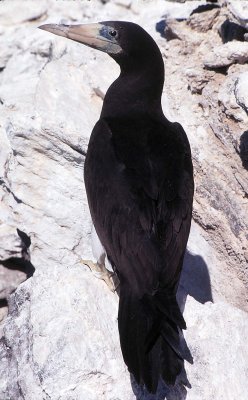 Brown Booby