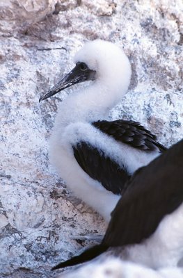 Blue-footed Booby