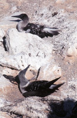 Blue-footed Booby