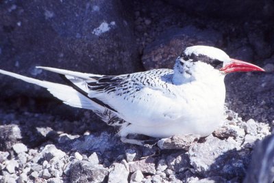 Red-billed Tropic Bird