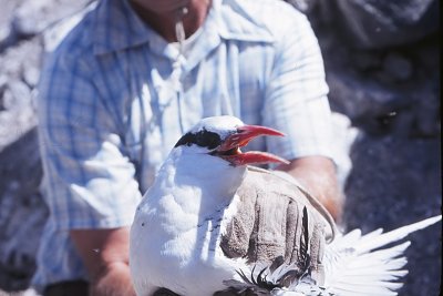 Red-billed Tropic Bird