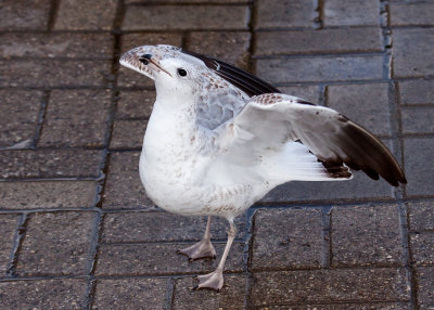 Ring-billed Gull (immature)