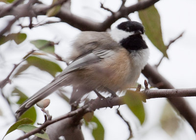 Black-capped Chickadee