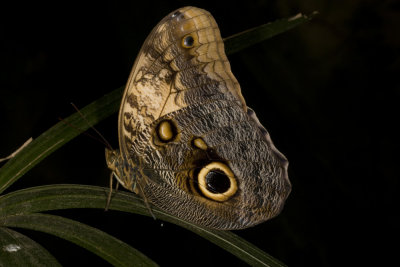 Giant Owl Butterfly (Caligo eurilochus)