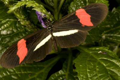 Small Postman (Heliconius erato)