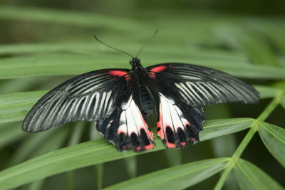 Scarlet Mormon (papilio rumanzovia)