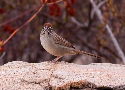 Rufous-crowned Sparrow