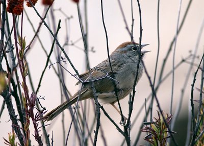 Rufous-crowned Sparrow