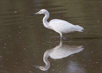 Snowy Egret