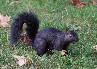Black,  Brown Squirrel