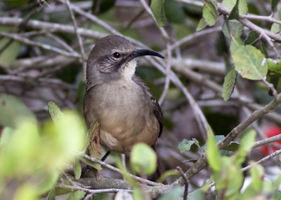 California Thrasher