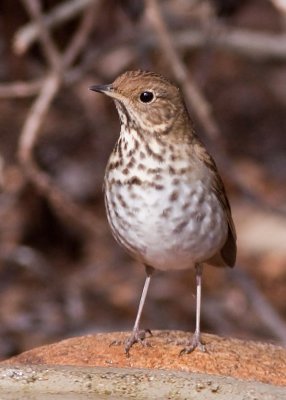 Hermit Thrush