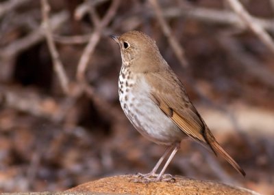 Hermit Thrush