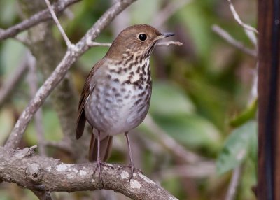 Hermit Thrush