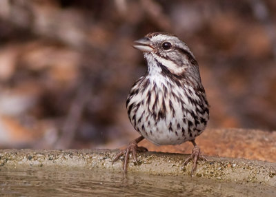 Song Sparrow