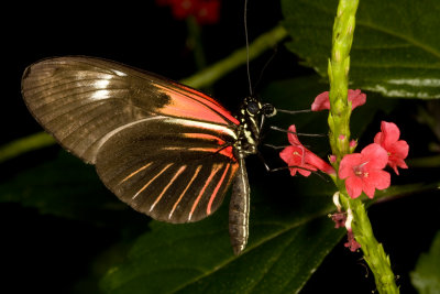 Unidentified Butterflies