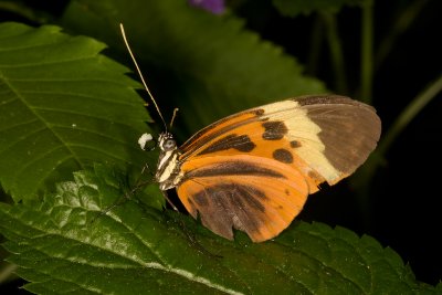 Unidentified Butterflies