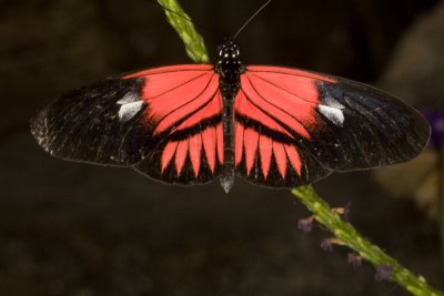 Unidentified Butterflies