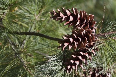 Unidentified Pine
