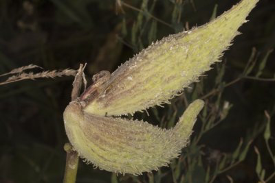 Common Milkweed- (Asclepias syriaca)