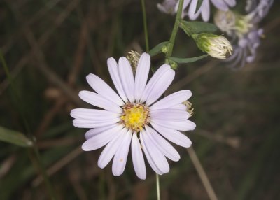Unidentified Plants (Aster)