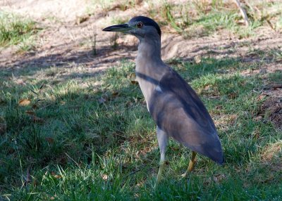 Black-crowned Night Heron