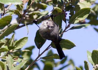 Bushtit