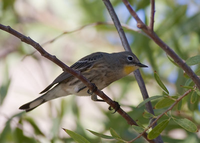 Yellow-rumped Warbler