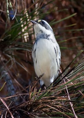 Black-throated Gray Warbler